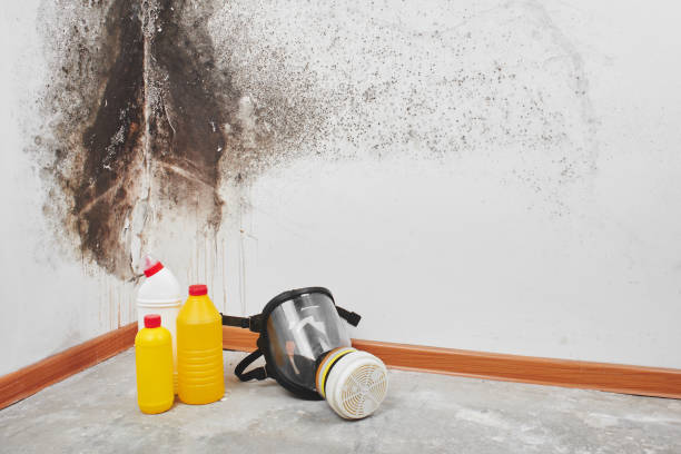 Best Home Mold Removal  in Rmichael, CA