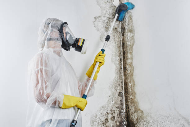 Best Mold Testing  in Rmichael, CA