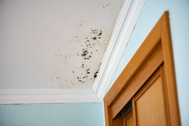 Best Mold Testing  in Rmichael, CA