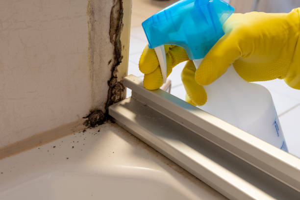 Home Mold Removal in Carmichael, CA