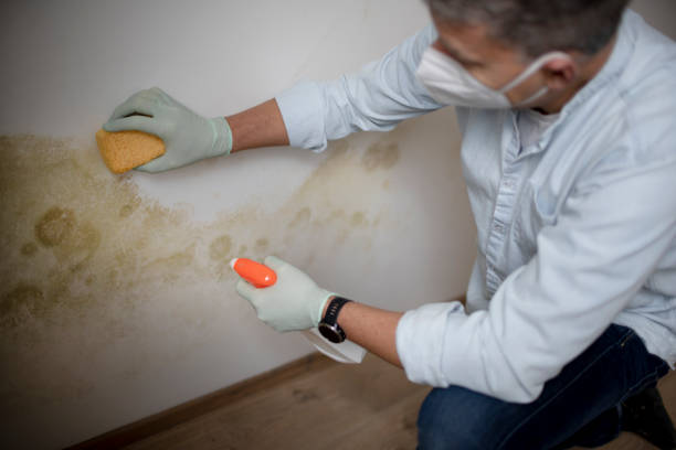 Best Same-Day Mold Removal  in Rmichael, CA
