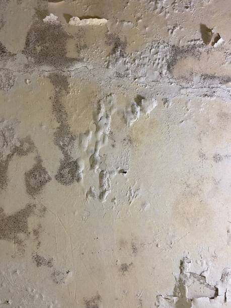 Best Attic Mold Removal  in Rmichael, CA