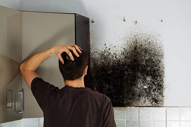Carmichael, CA Mold Removal Company