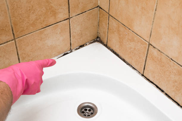 Best Commercial Mold Removal  in Rmichael, CA